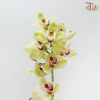 Cymbidium 《兰花属》(8-11 Blooms)