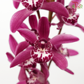 Mini Cymbidium《兰花属》