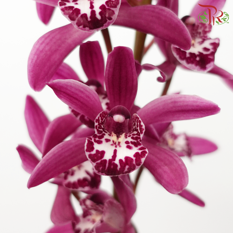 Mini Cymbidium《兰花属》