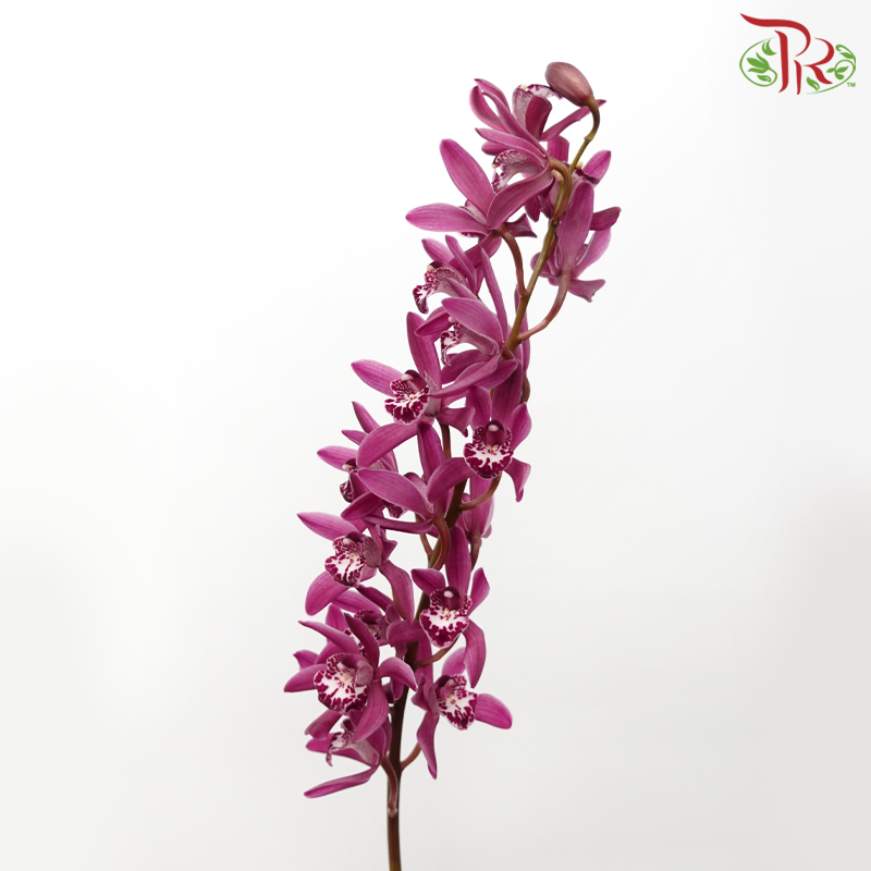 Mini Cymbidium《兰花属》