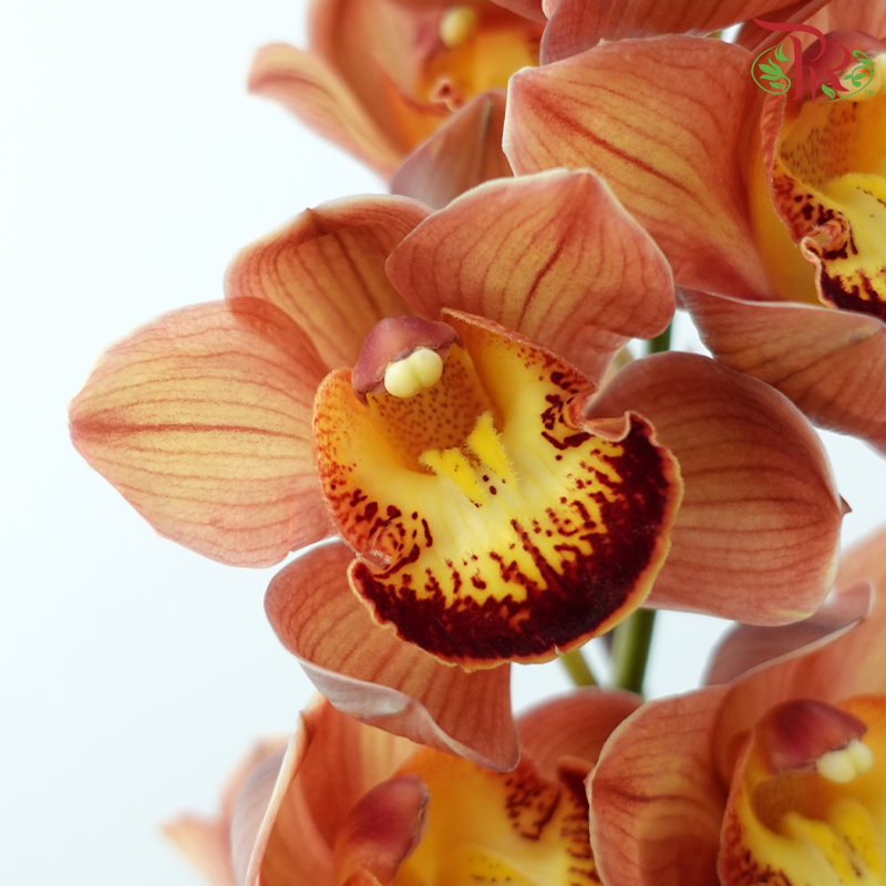 Cymbidium《兰花属》