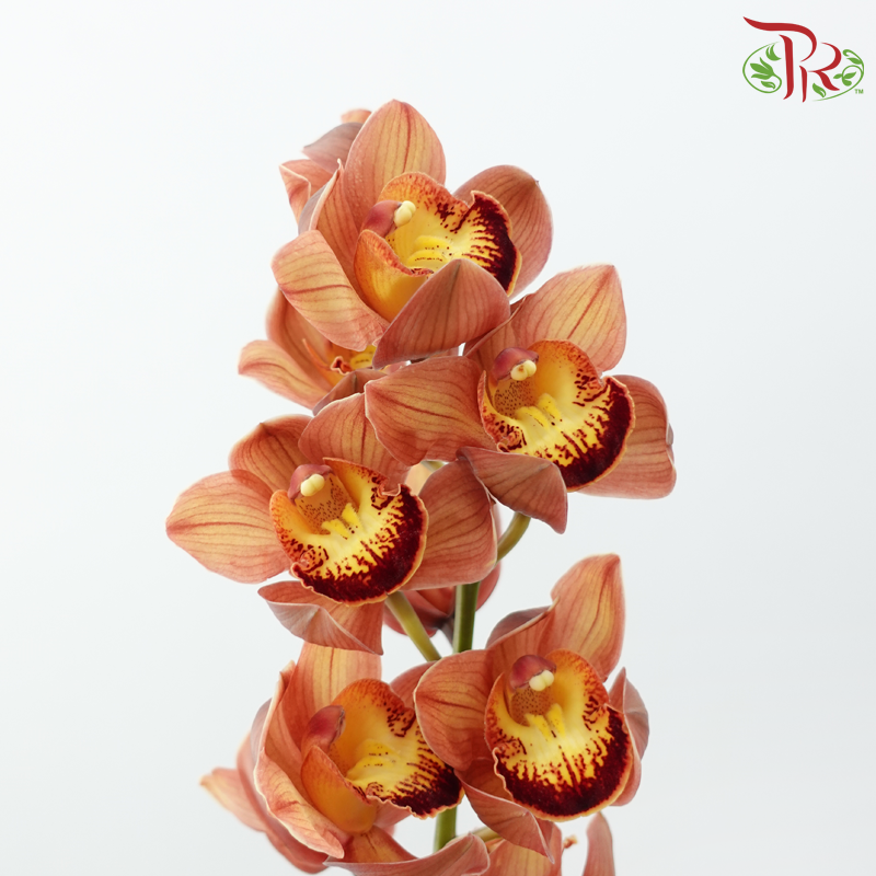 Cymbidium《兰花属》
