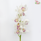 Cymbidium《兰花属》AAA