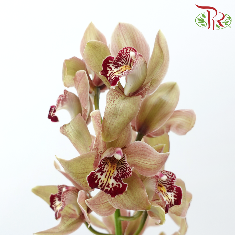 Cymbidium《兰花属》