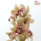 Cymbidium《兰花属》