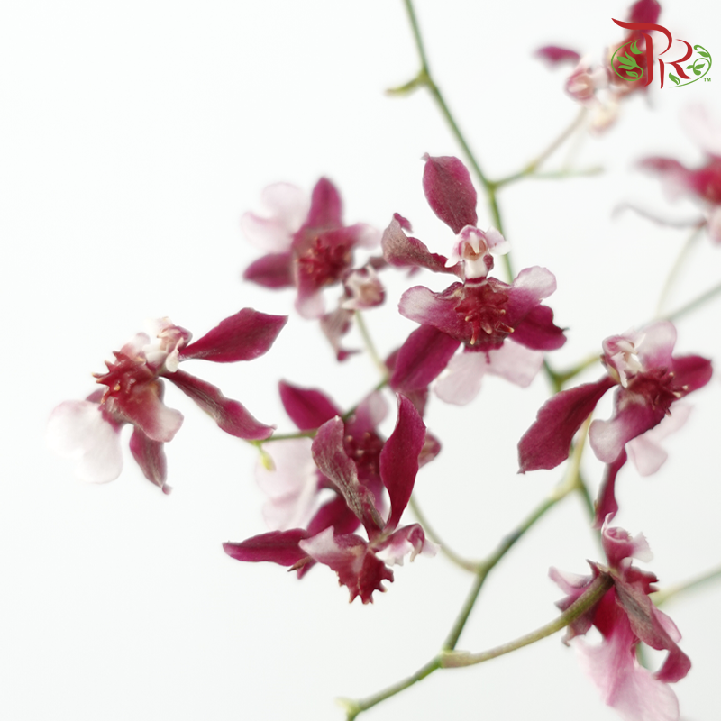Orchid Oncidium 《文心兰》