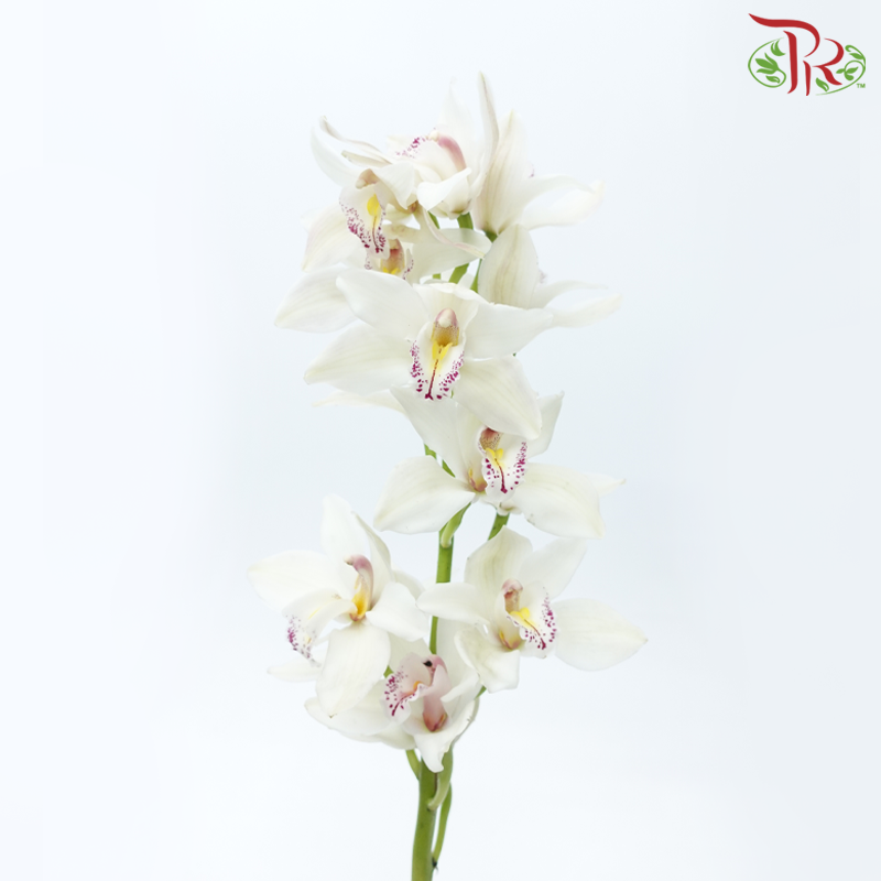 Cymbidium《兰花属》AAA