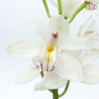 Cymbidium《兰花属》AAA