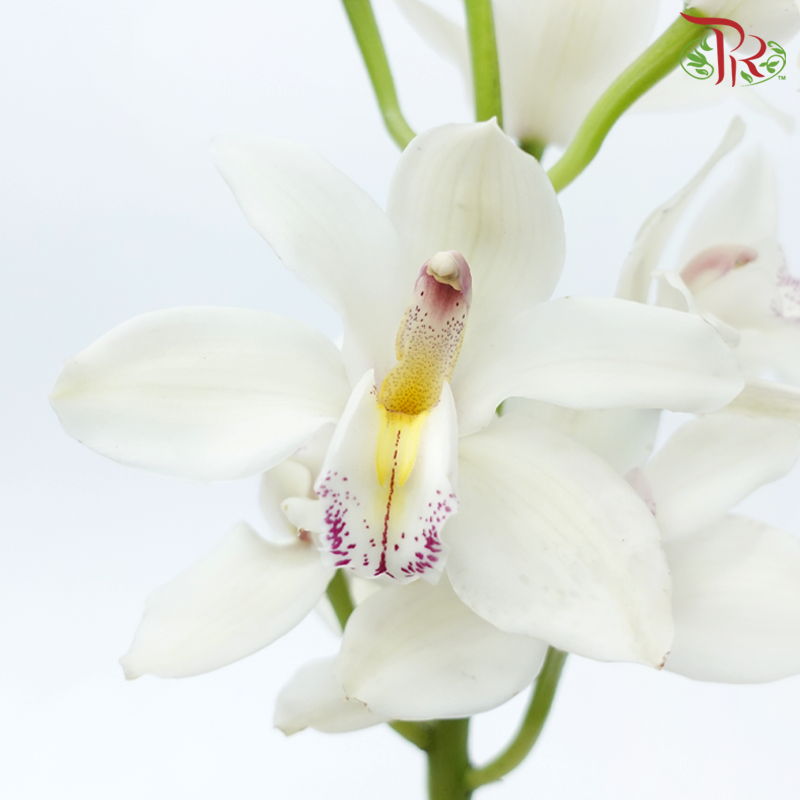 Cymbidium《兰花属》AAA