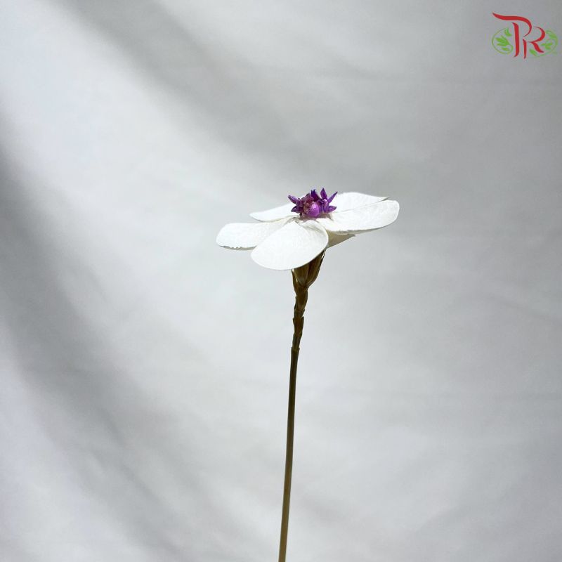 Dry Violet