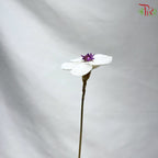 Dry Violet