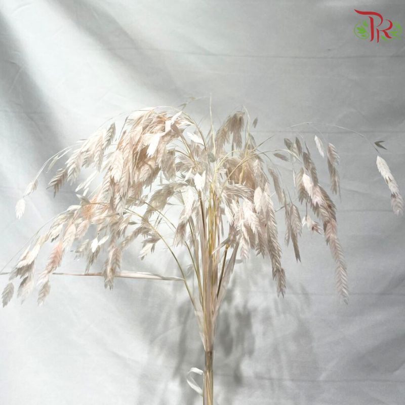 Dry Chasmanthium ( Bleached Little Hope Grass )