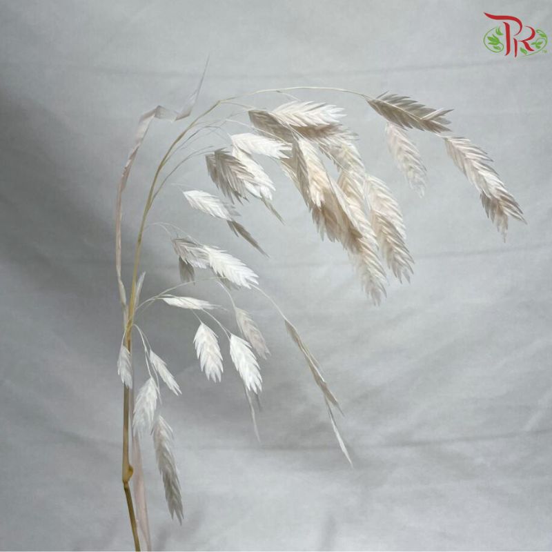 Dry Chasmanthium ( Bleached Little Hope Grass )
