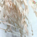 Dry Chasmanthium ( Bleached Little Hope Grass )