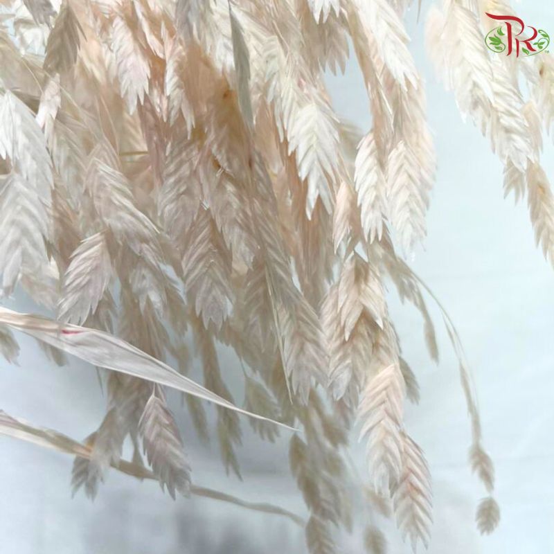 Dry Chasmanthium ( Bleached Little Hope Grass )