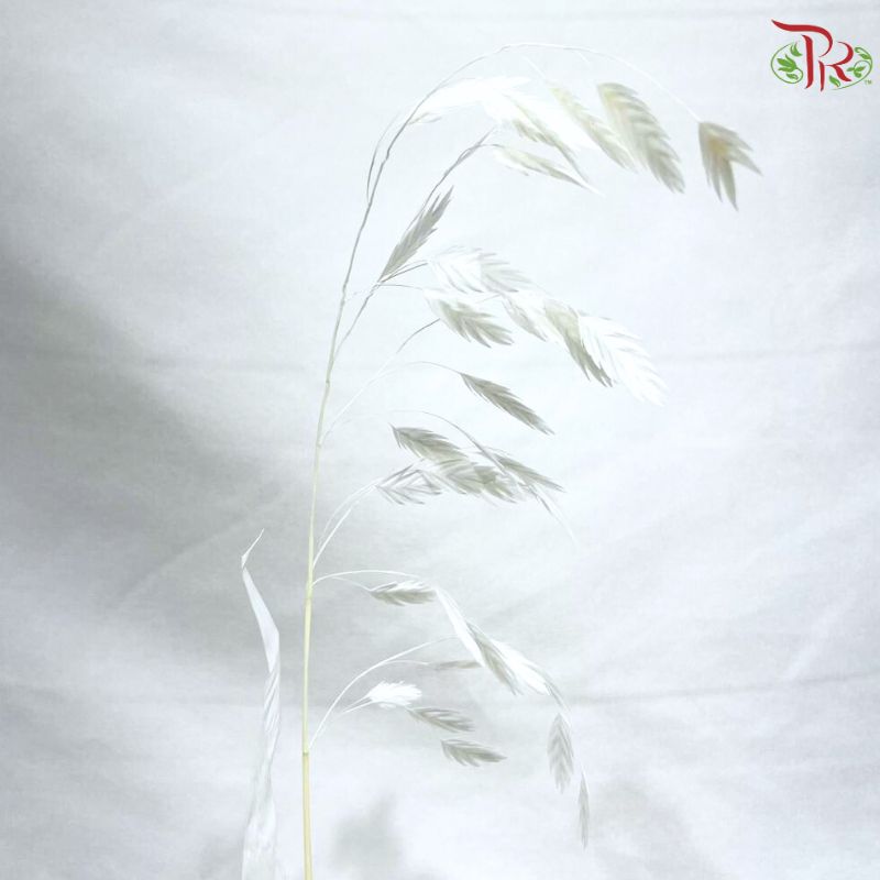 Dry Chasmanthium ( Bleached Little Hope Grass )