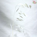 Dry Chasmanthium ( Bleached Little Hope Grass )