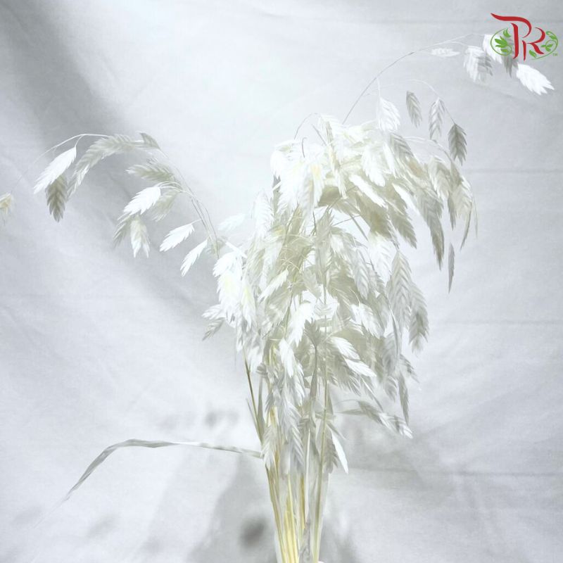 Dry Chasmanthium ( Bleached Little Hope Grass )