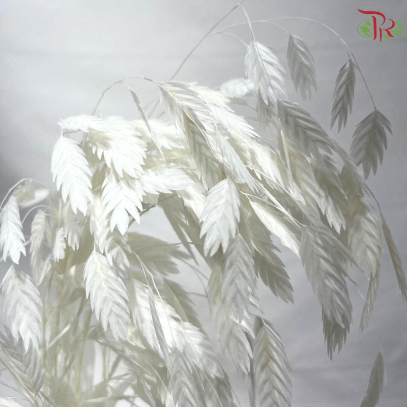 Dry Chasmanthium ( Bleached Little Hope Grass )