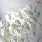 Dry Chasmanthium ( Bleached Little Hope Grass )