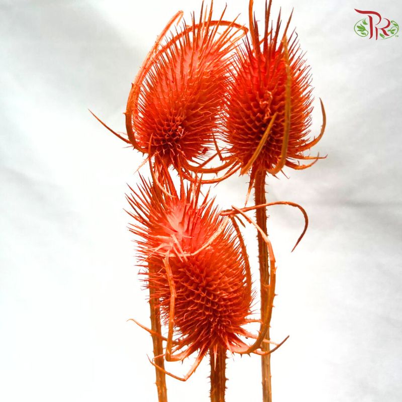 Dried Thistle