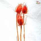Dried Thistle