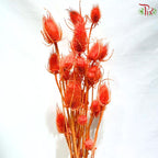 Dried Thistle