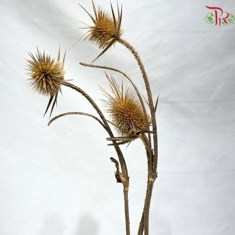 Dried Thistle