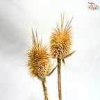 Dried Thistle