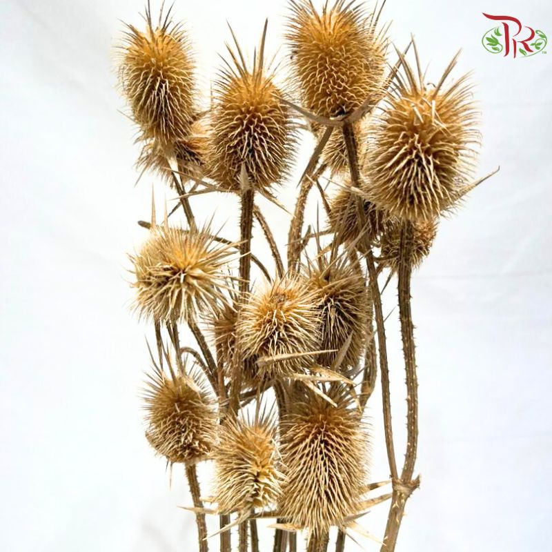 Dried Thistle