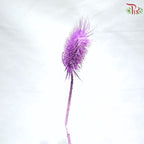 Dried Thistle