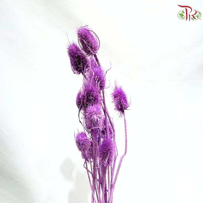 Dried Thistle