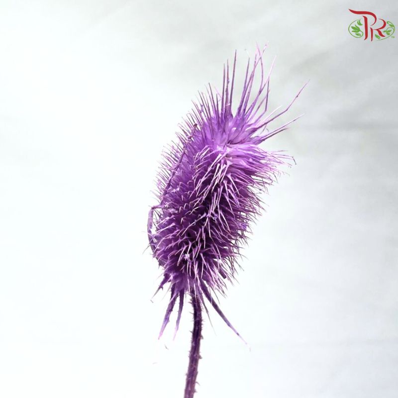 Dried Thistle
