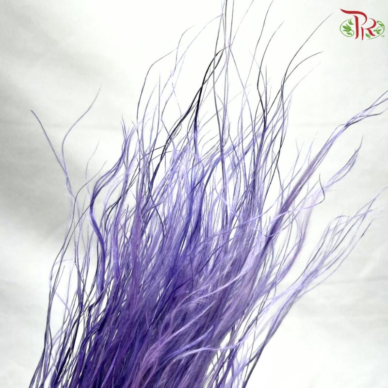 Dry Feather Grass