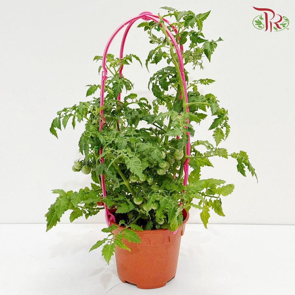 Cherry Tomato P150 J01《樱桃番茄》