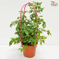 Cherry Tomato P150 J01《樱桃番茄》