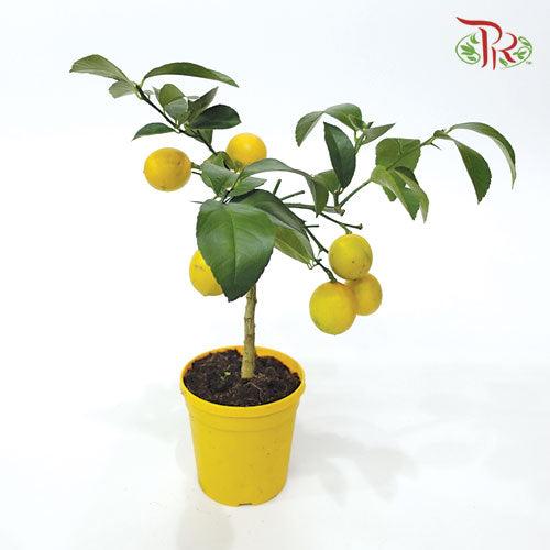Citrofortunella Meyeri Meyer《香柠檬》 - Pudu Ria Florist