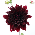 Dahlia Hybrida 《大丽花》