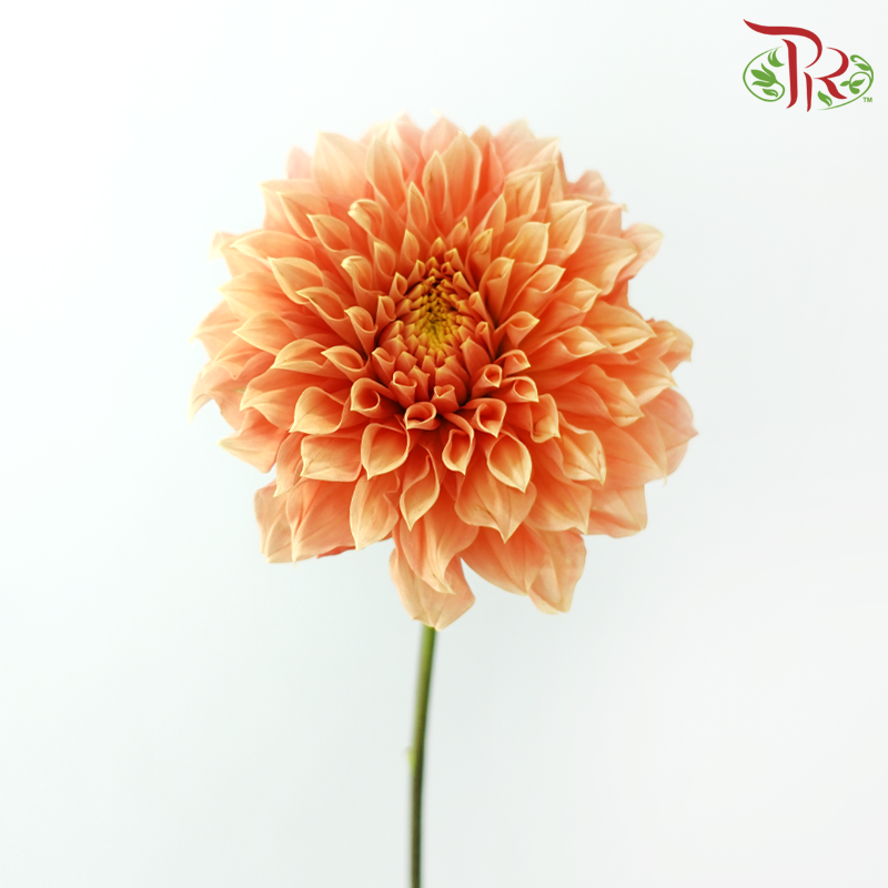 Dahlia《大丽花》