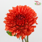 Dahlia Hybrida 《大丽花》