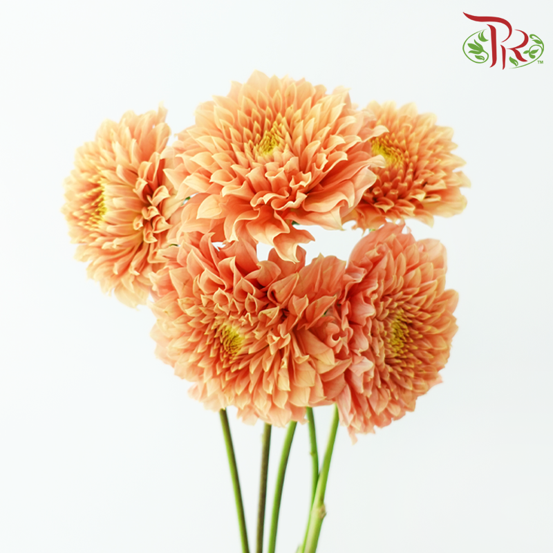 Dahlia《大丽花》