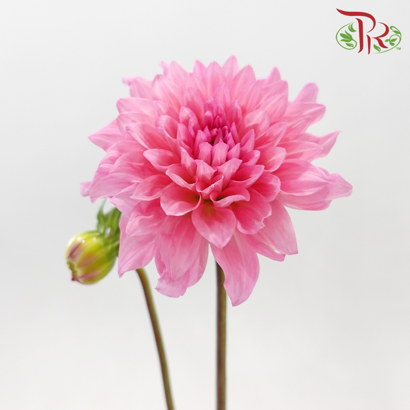 Dahlia Hybrida 《大丽花》