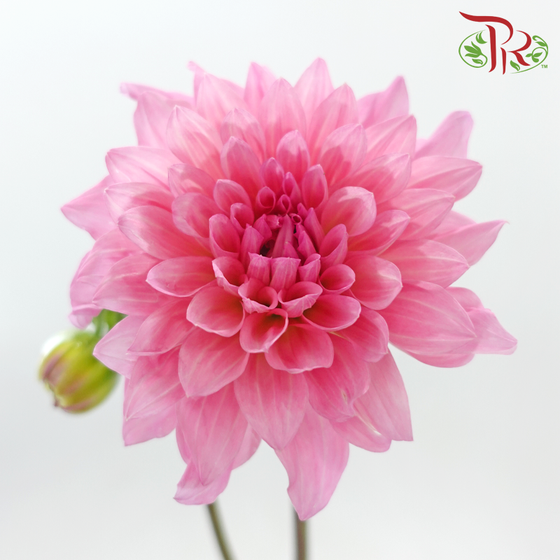 Dahlia Hybrida 《大丽花》