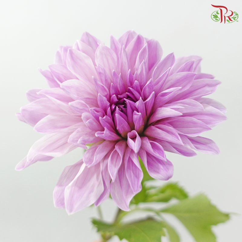 Dahlia Hybrida 《大丽花》