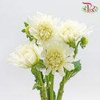 Dahlia Hybrida 《大丽花》