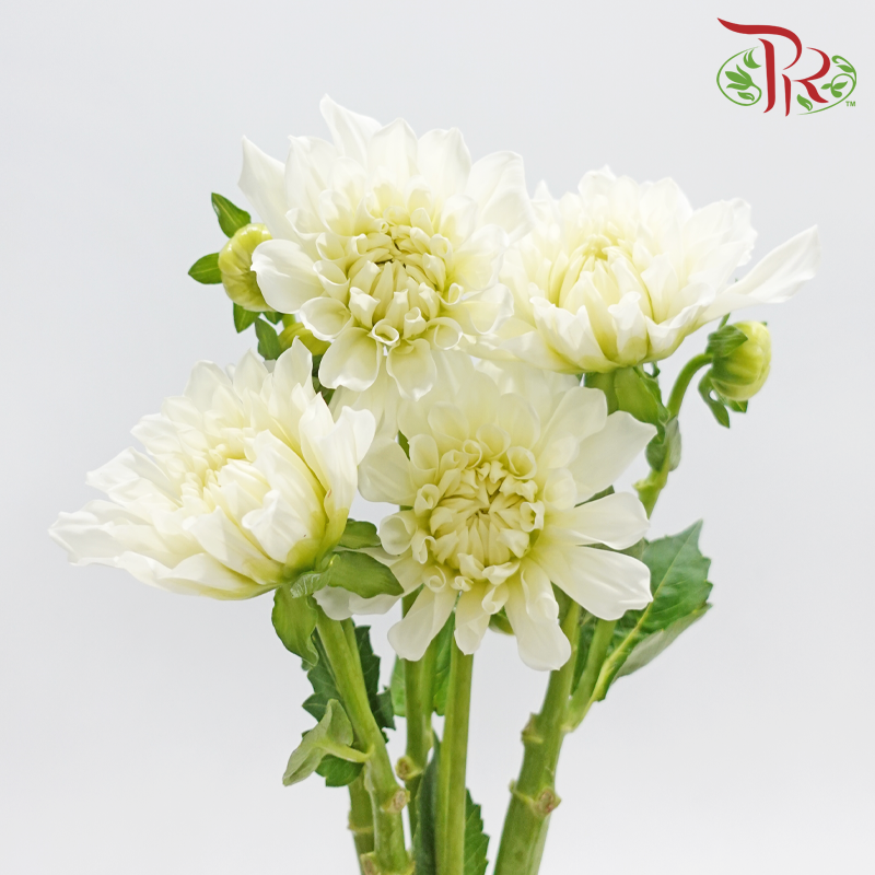 Dahlia Hybrida 《大丽花》