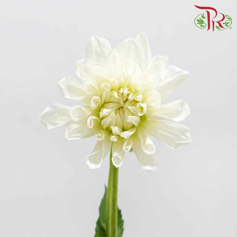 Dahlia Hybrida 《大丽花》