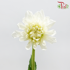 Dahlia Hybrida 《大丽花》