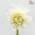 Dahlia Hybrida 《大丽花》