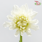 Dahlia Hybrida 《大丽花》